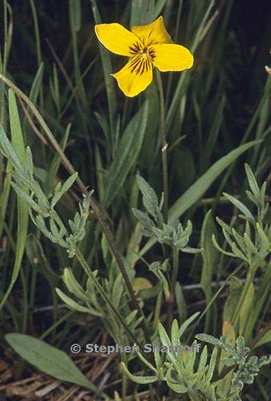 viola douglasii 2 graphic